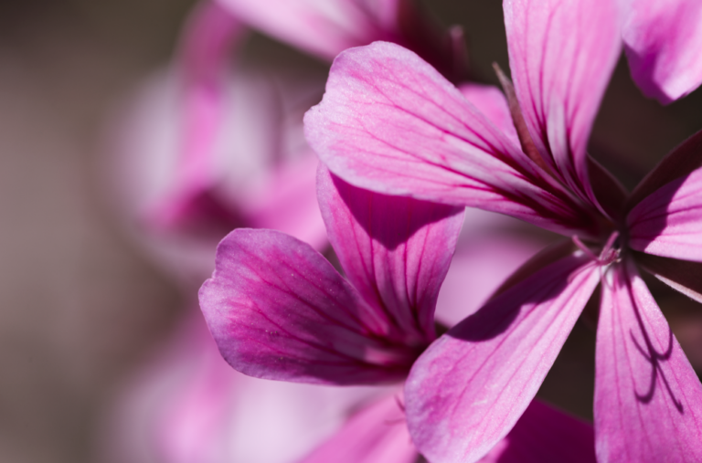 malva-pianta-officinale-benefici-proprietà-usi-saporido