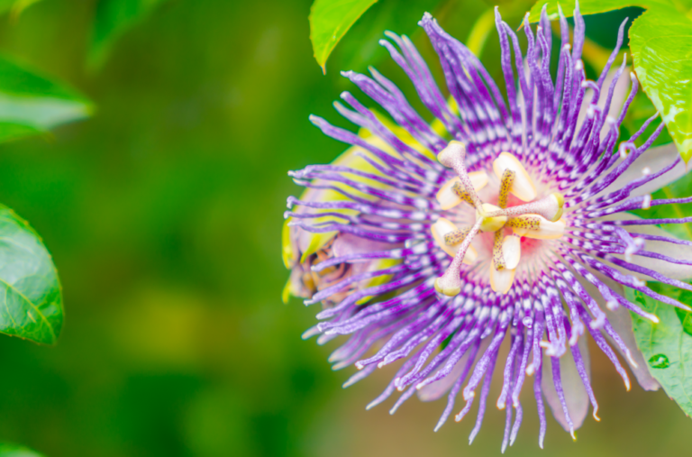passiflora-pianta-officinale-proprietà-e-benefici