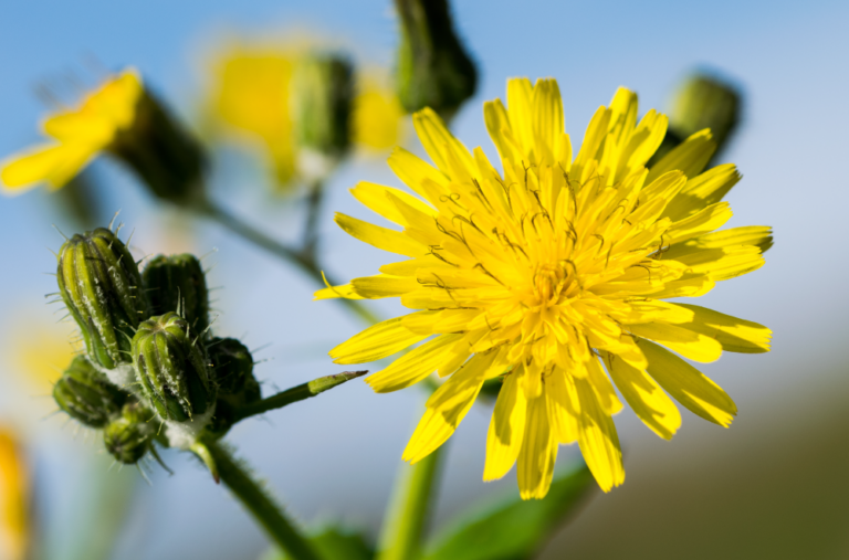 tarassaco-benefici-proprietà-usi-rimedi-naturali-saporido