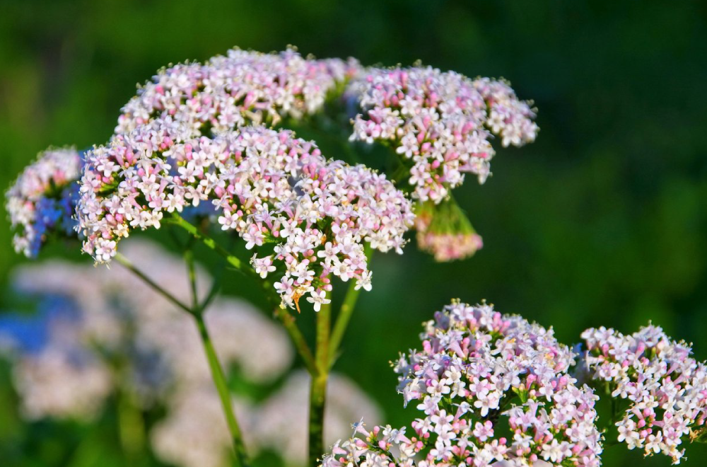 valeriana-pianta-officinale-proprietà-e-benefici