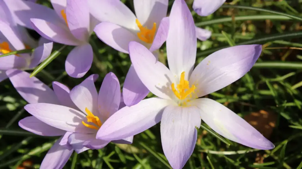 fiori di zafferano saporido
