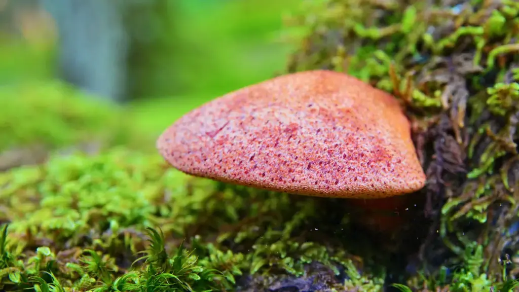 fistulina hepatica fungo