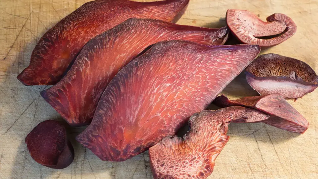 fistulina hepatica il fungo bistecca saporido