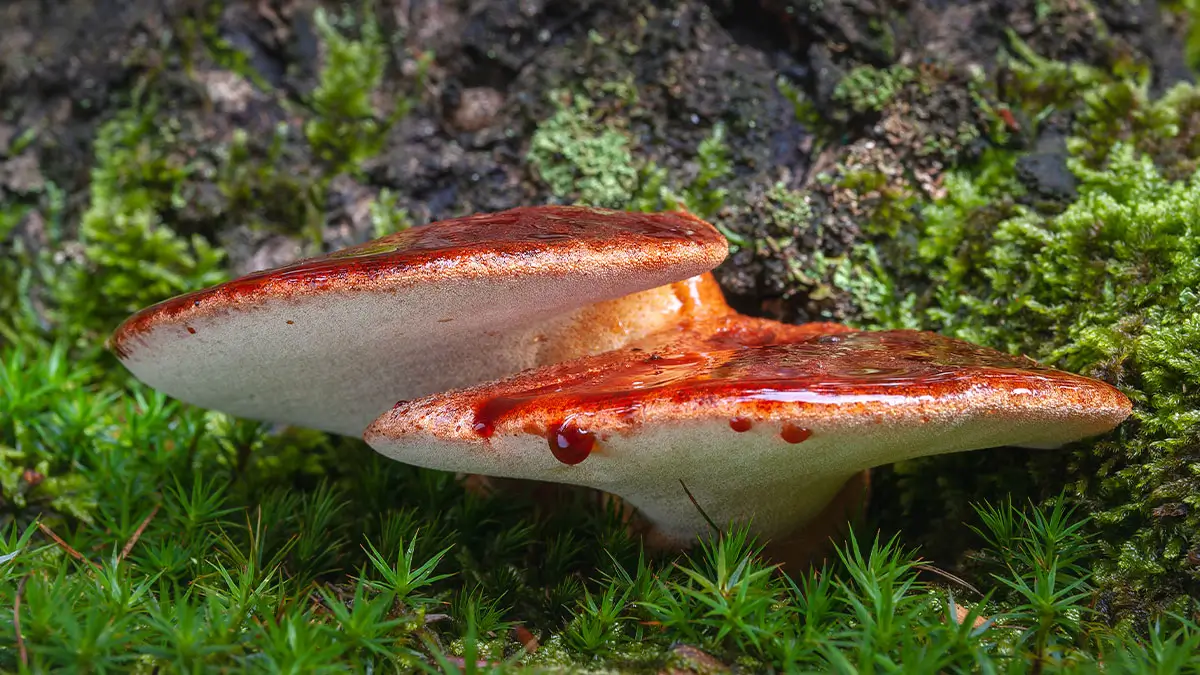 fistulina hepatica il fungo che assomiglia a una bistecca saporido
