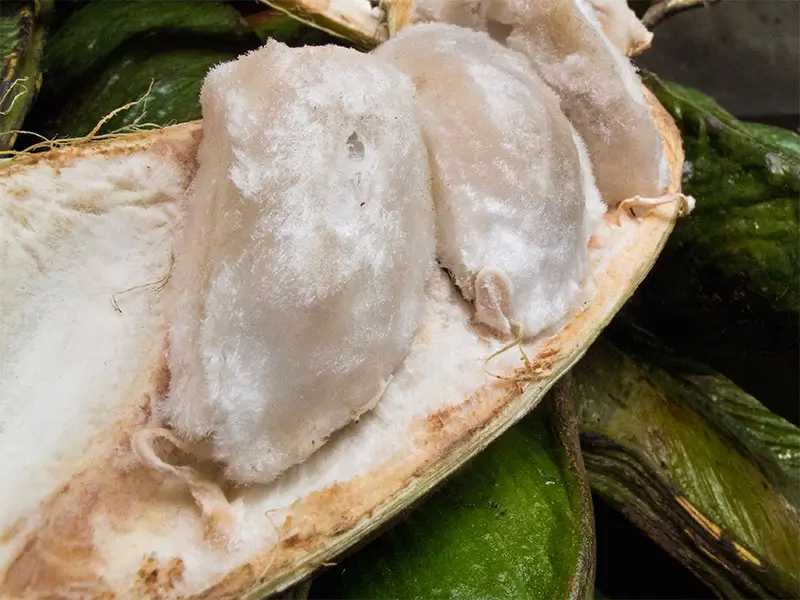 polpa del frutto inca edulis