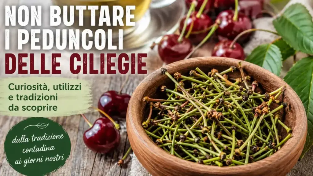 peduncoli ciliegie non buttare i peduncoli delle ciliegie saporido