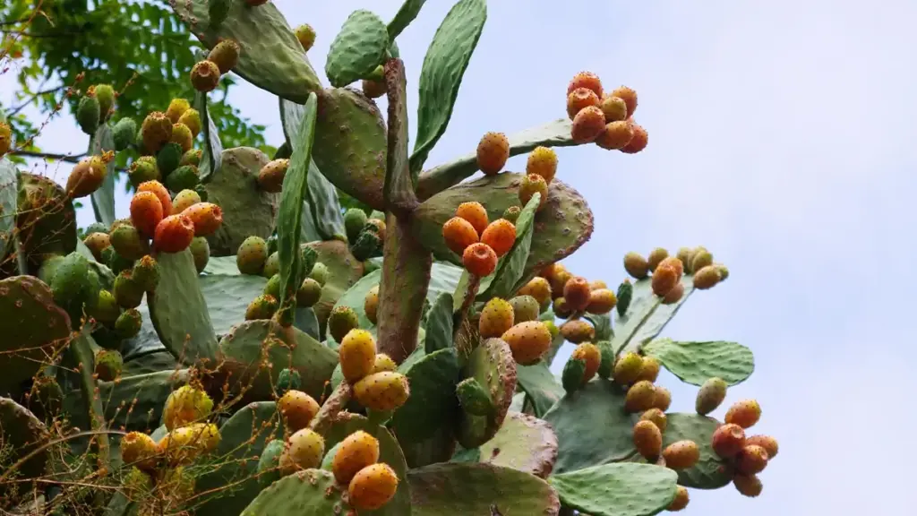 opuntia ficus indica saporido opuntia ficus indica saporido